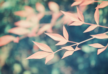 南安普敦客场击败福勒姆，摆脱困境